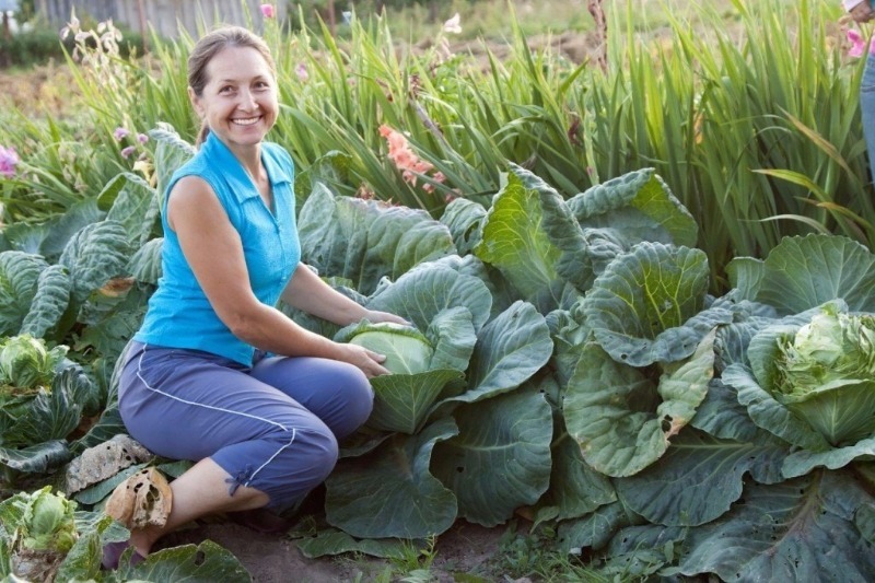 Woman with cabbage