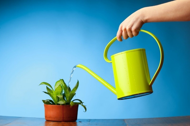 How to water a houseplant so that it blooms profusely