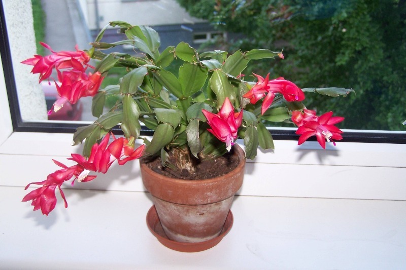 Flower on the windowsill