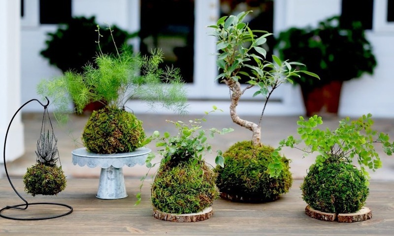 How to make a kokedama with your own hands - a simplified version of bonsai