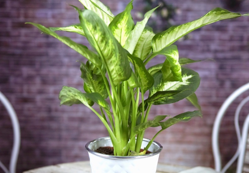 Dieffenbachia care secrets: how to grow it luxurious