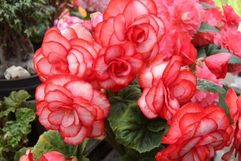 Begonia