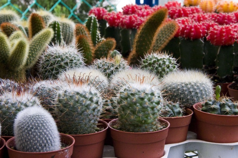 How to care for cacti in winter to survive the cold