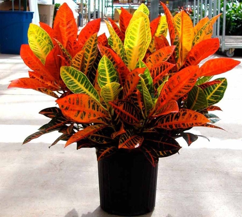 3 ways to breed croton to achieve lush foliage