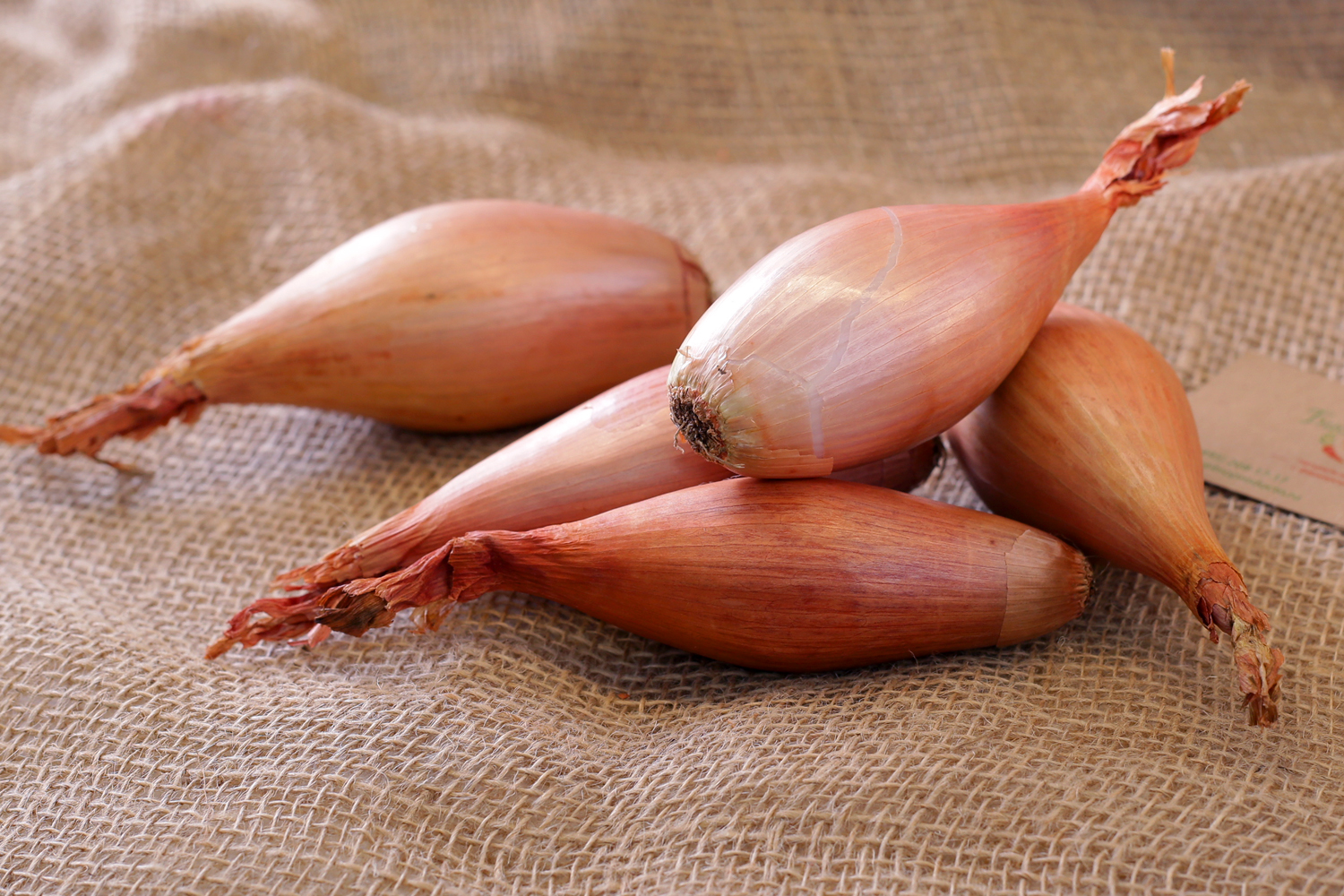 Shallots: photos, varieties, tips for growing and care