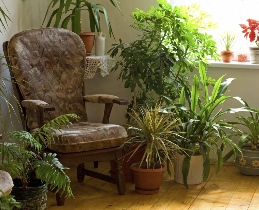 Unpretentious shade-loving indoor plants: names and photos