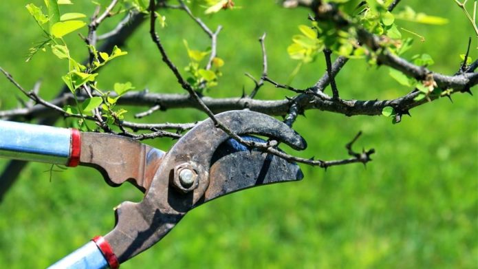 gooseberry pruner