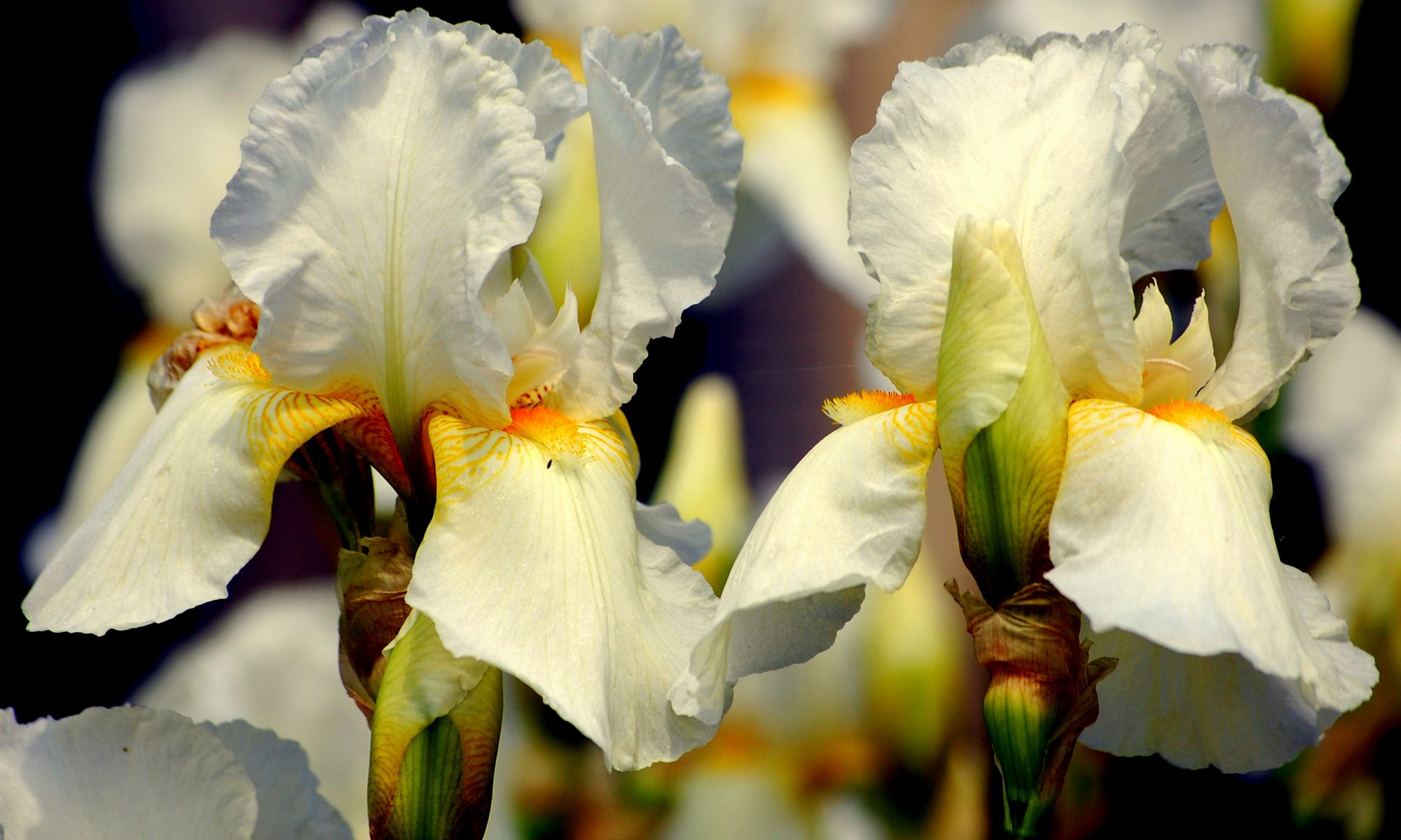 Iris flower: description and types, photo