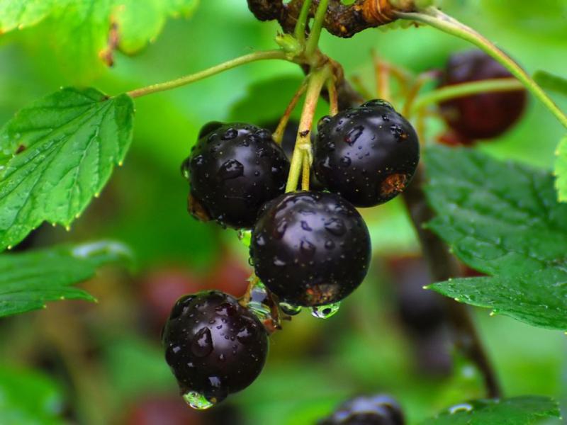 How to properly cut currants in the fall - instructions for beginners