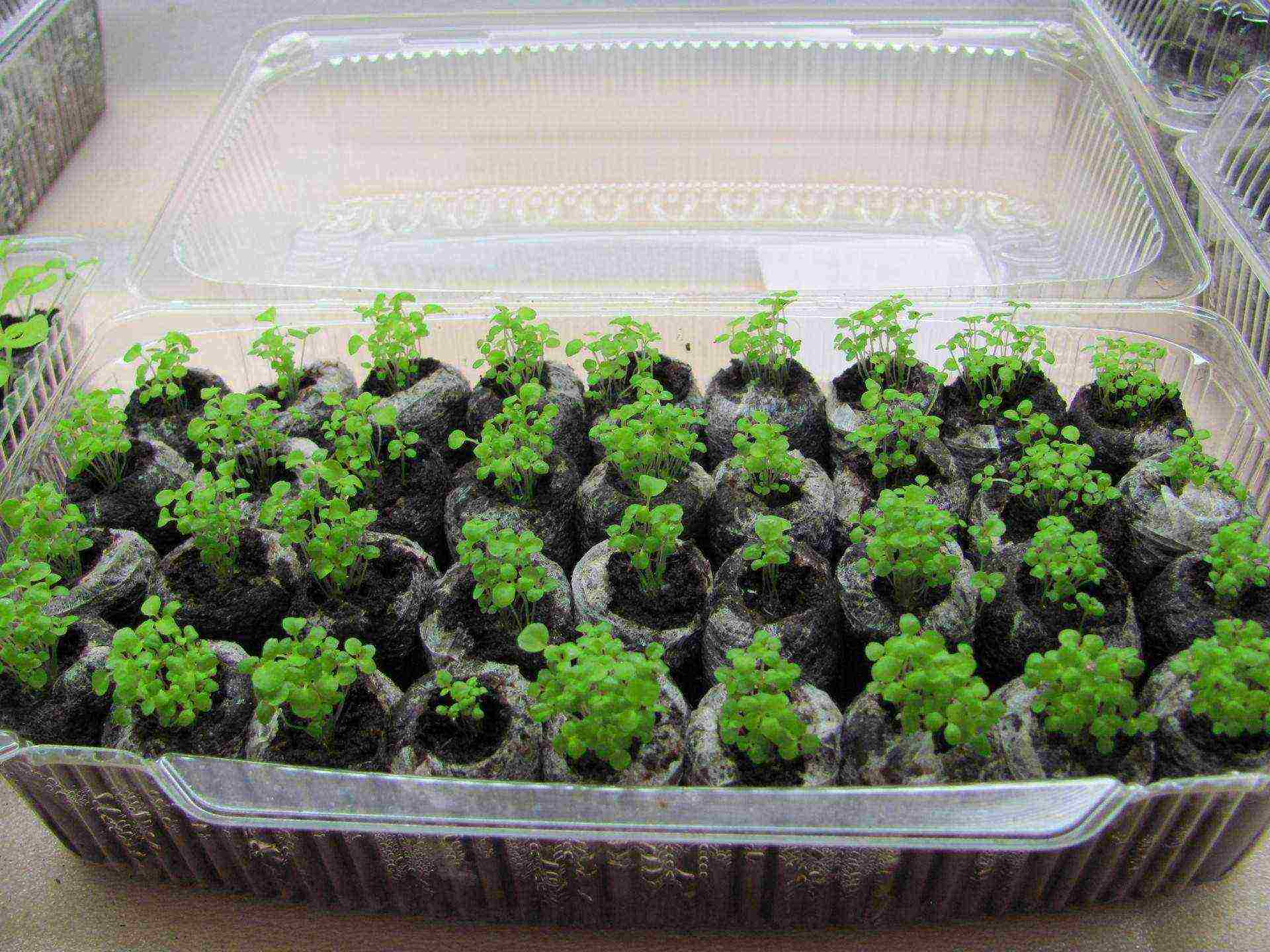 Growing strawberries from seeds - advantages and technology