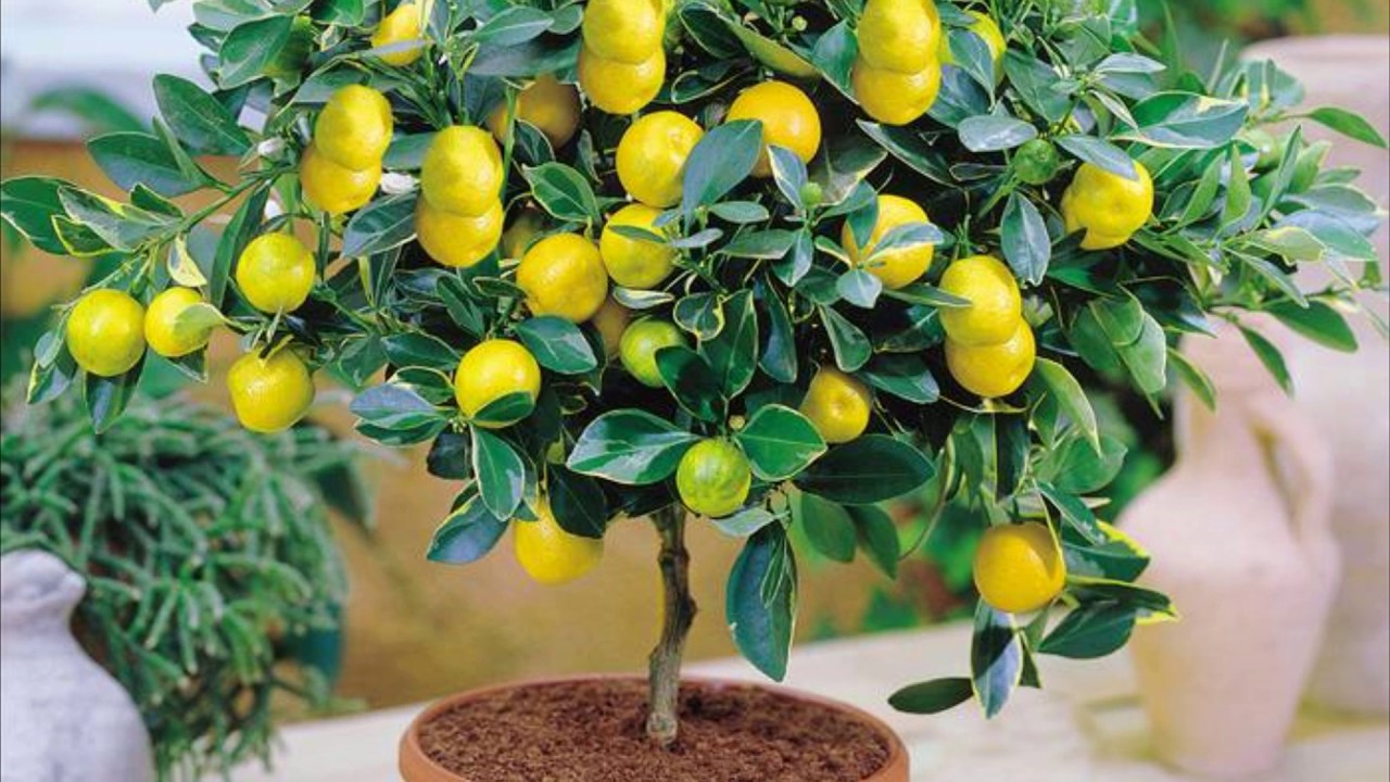 Care and cultivation of lemon at home