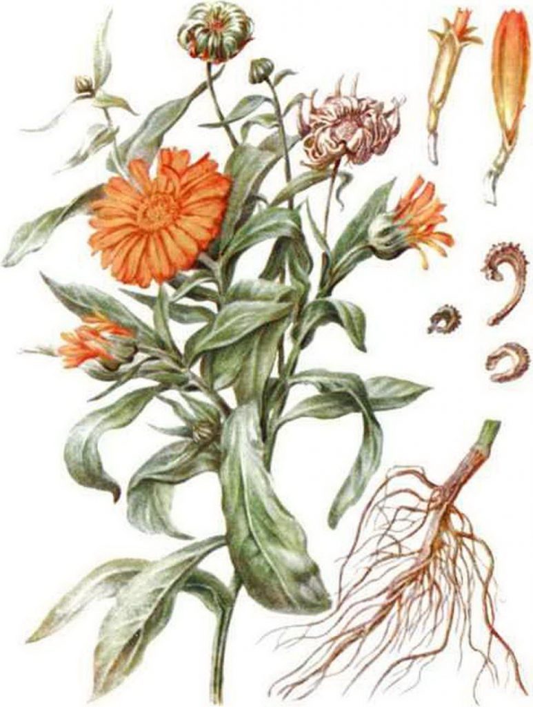 Calendula, component diagram