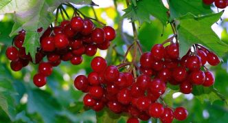 Red viburnum