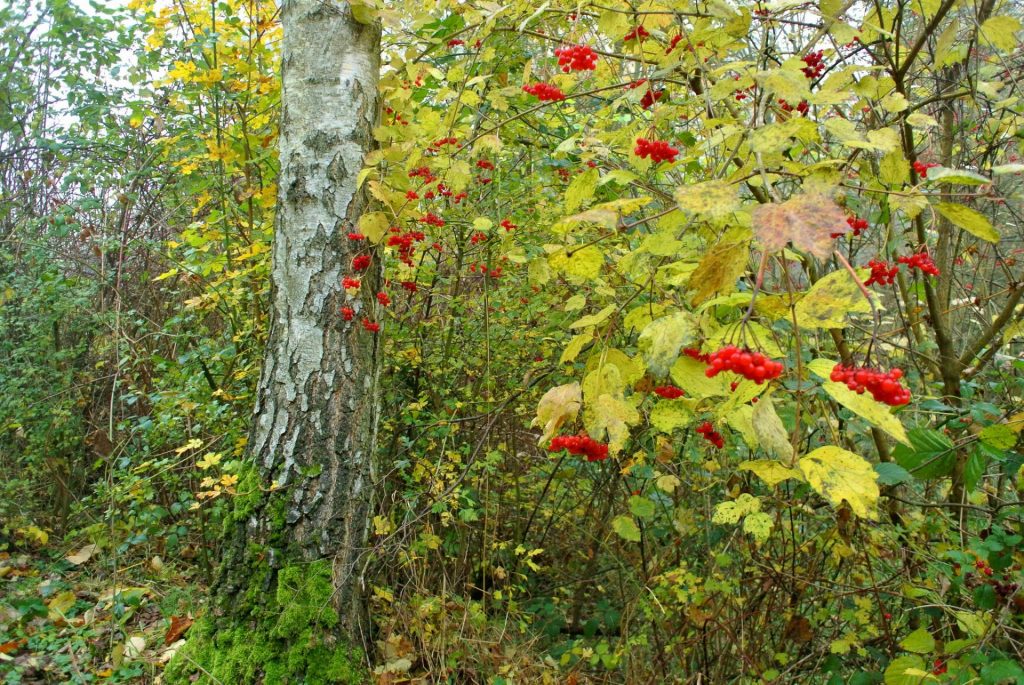 Viburnum in nature