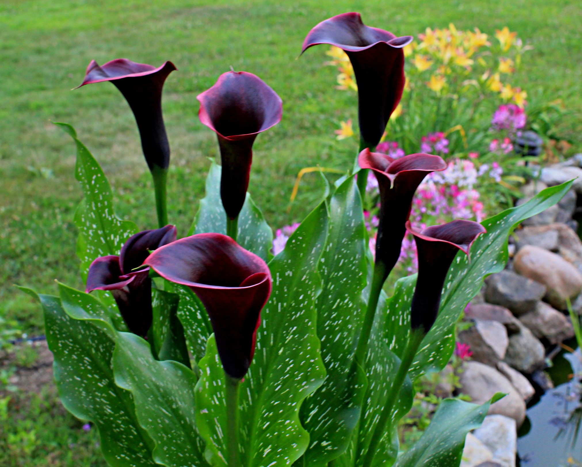 Planting and caring for calla lilies outdoors