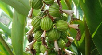 Fruiting cardamom