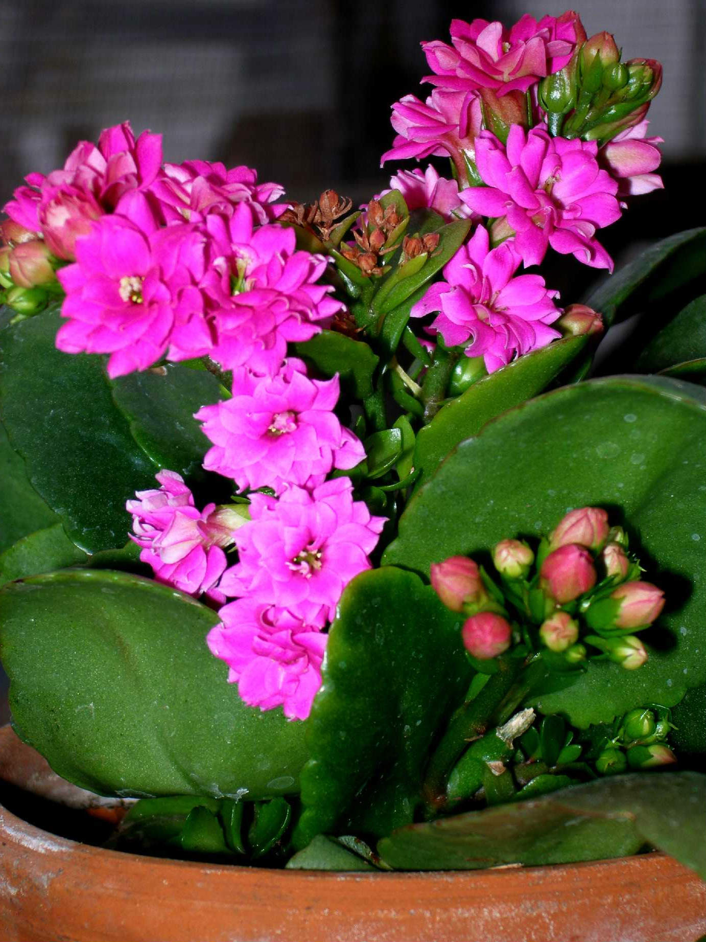 How to propagate Kalanchoe at home with a leaf and cuttings