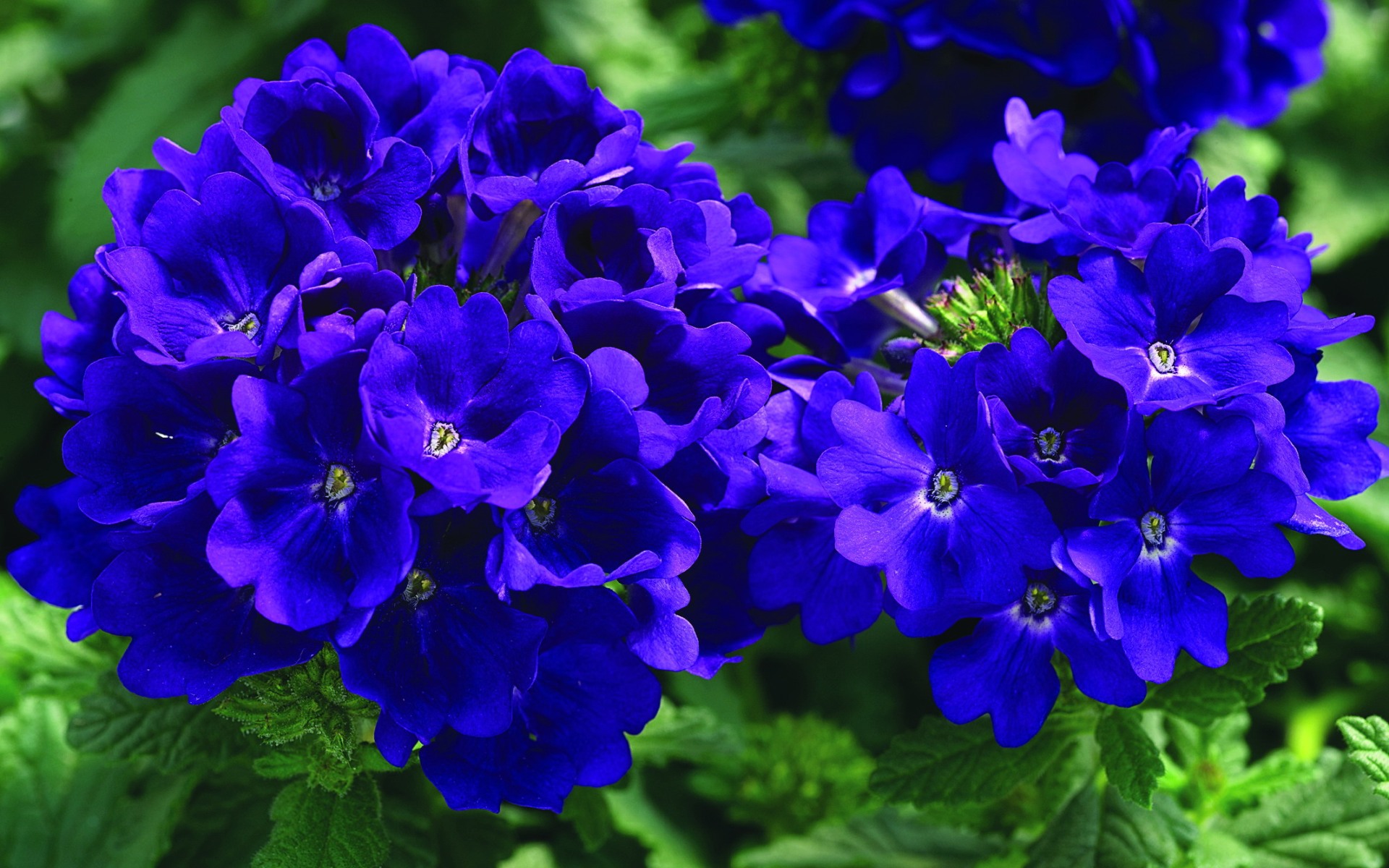 Growing verbena at home and photo of flowers