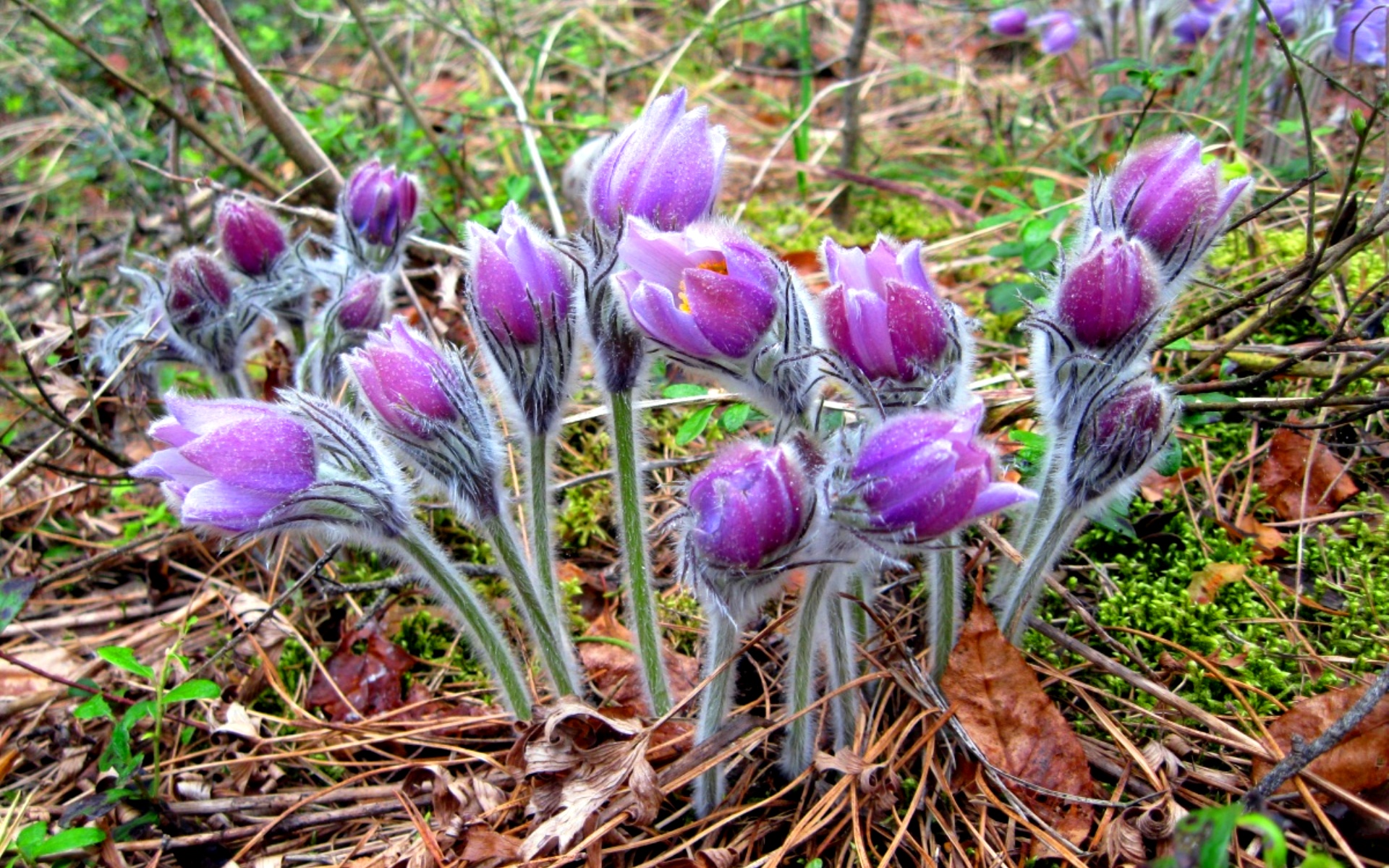 First spring flowers: photos, names and descriptions of primroses