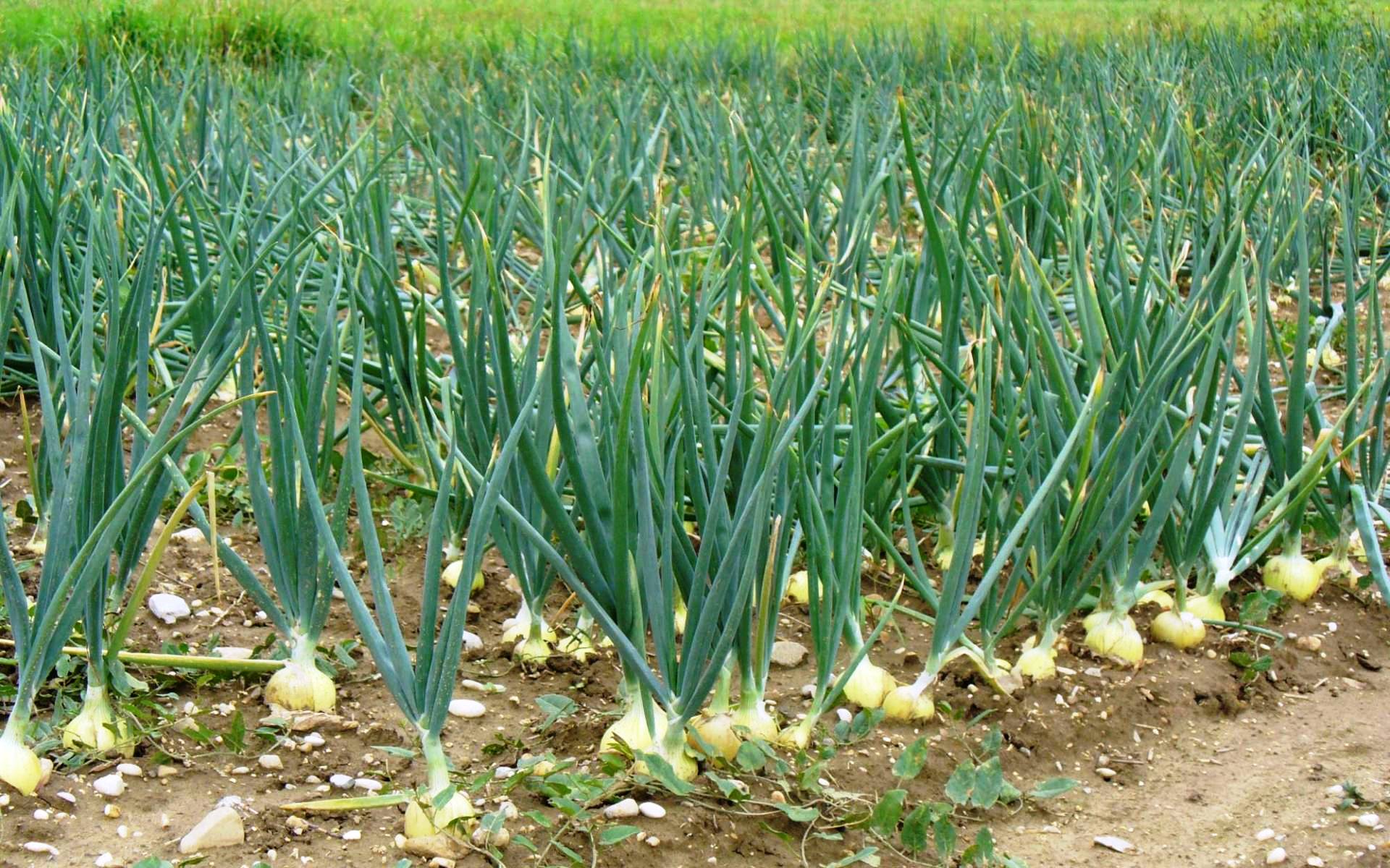 How to feed onions when grown outdoors