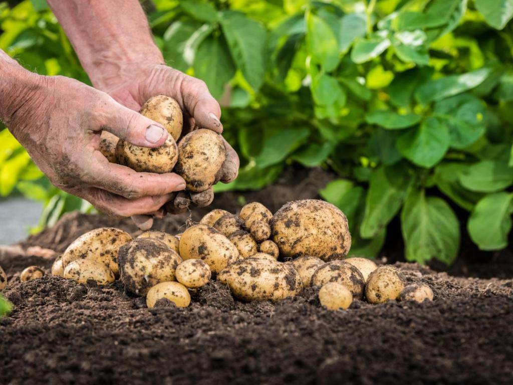 Dutch potato growing technologies: basics, rules, advantages