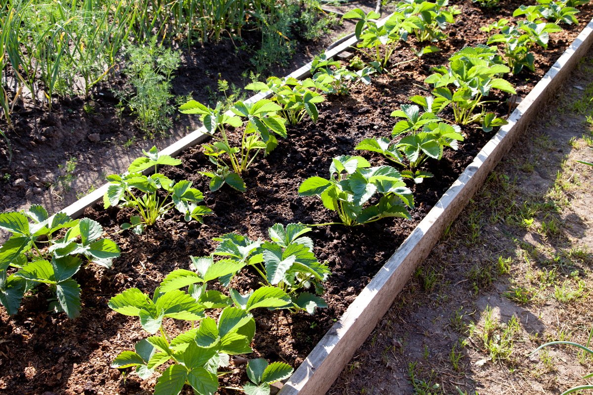 Soil for strawberries and strawberries: how to make the right preparation