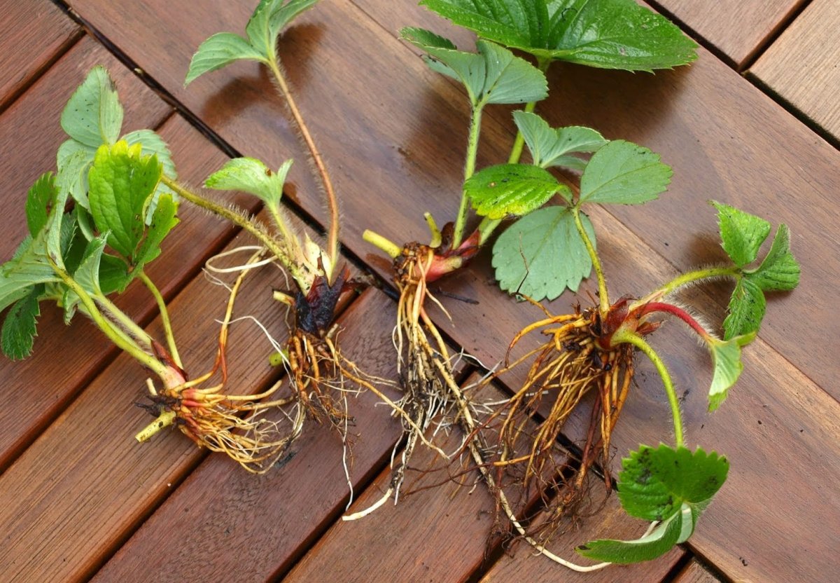 How to plant strawberries correctly: when to plant, site preparation and seating chart