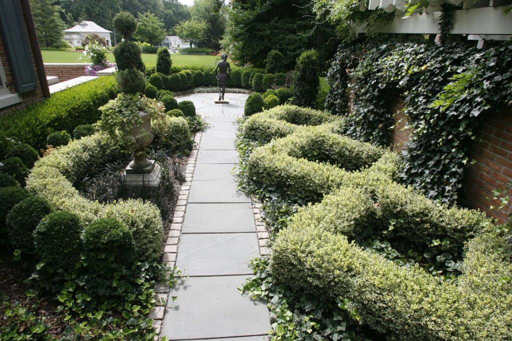 curly border from euonymus