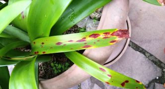 Red burn on the leaves