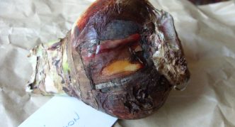 Red burn on the bulb