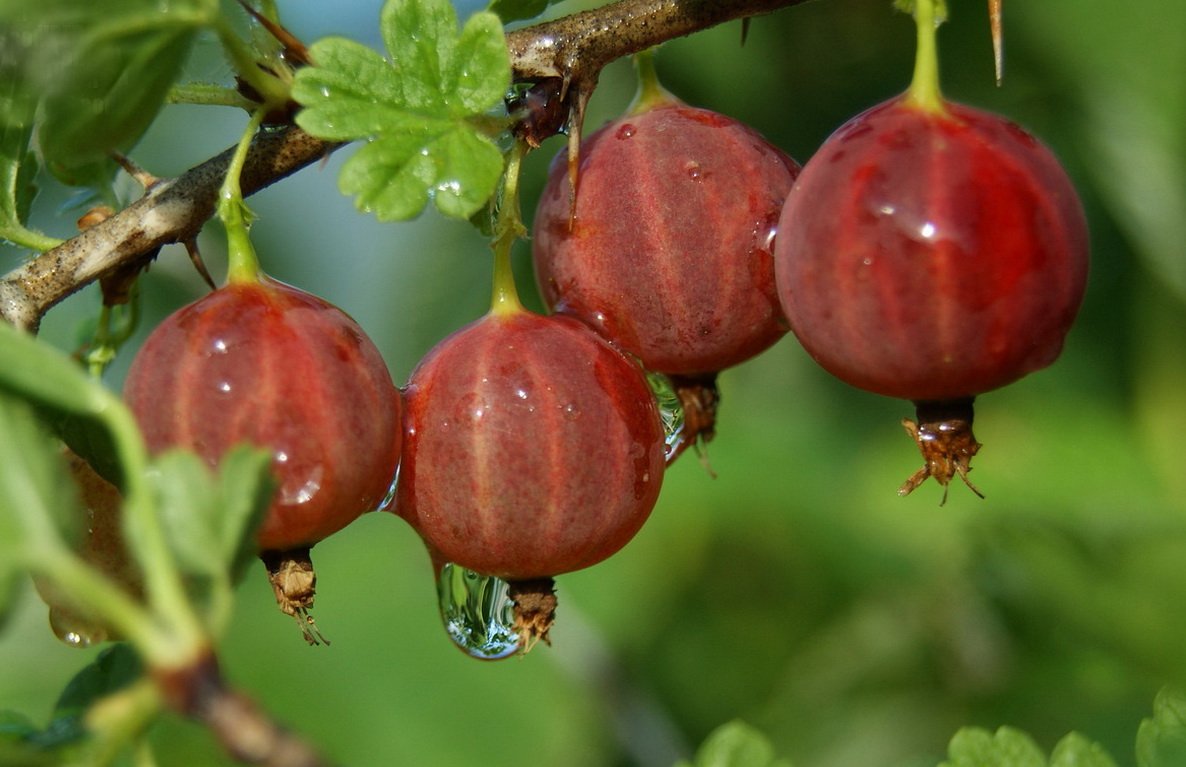 Spring pruning of gooseberries: the formation and rejuvenation of the bush