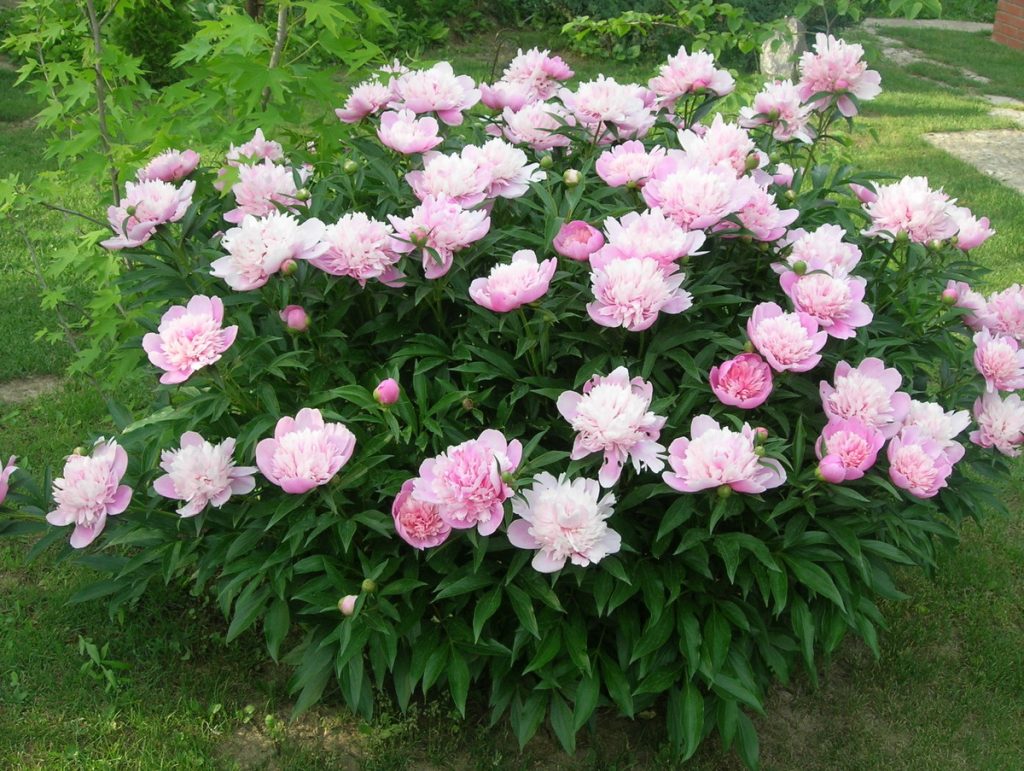 Peony bush