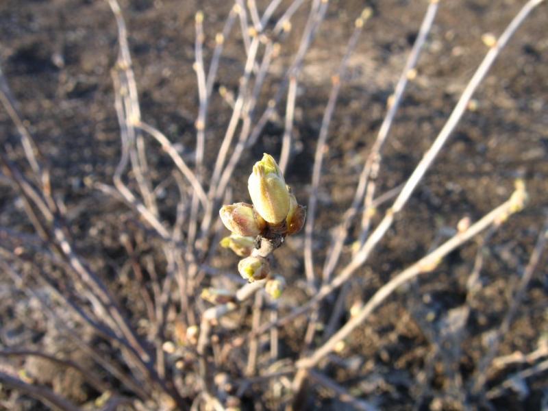 Currant bush in spring