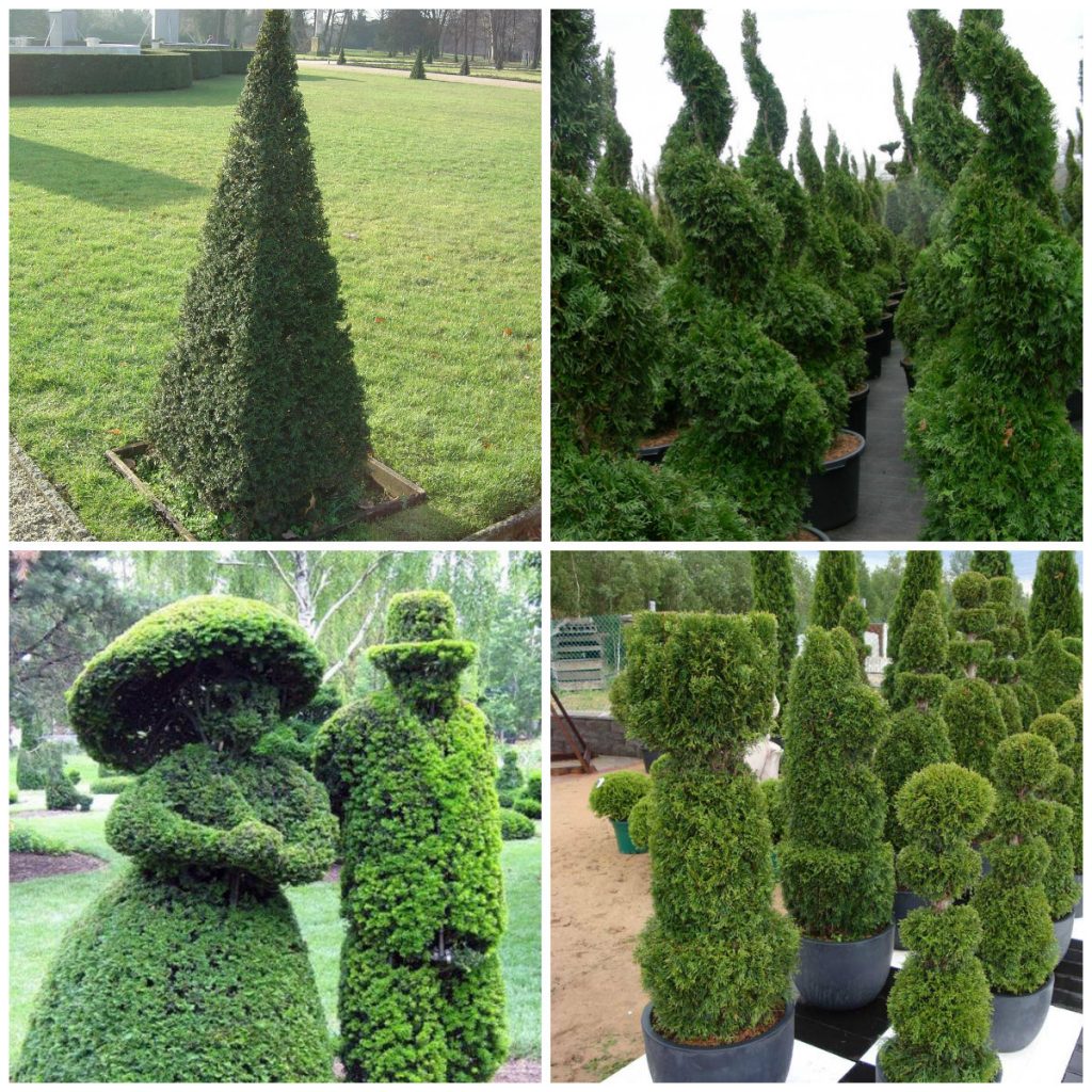 Thuja bushes