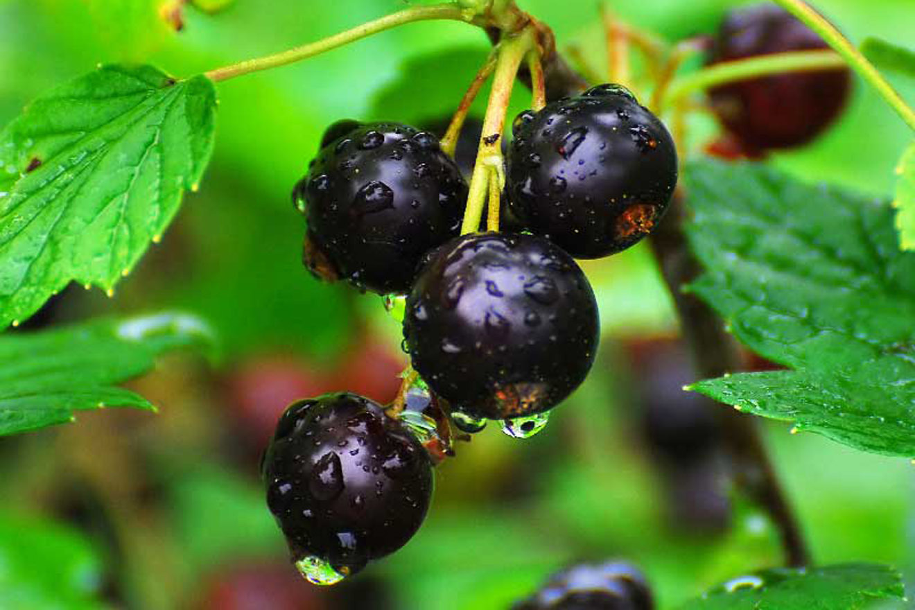 We plant black currants: when and how it should be done