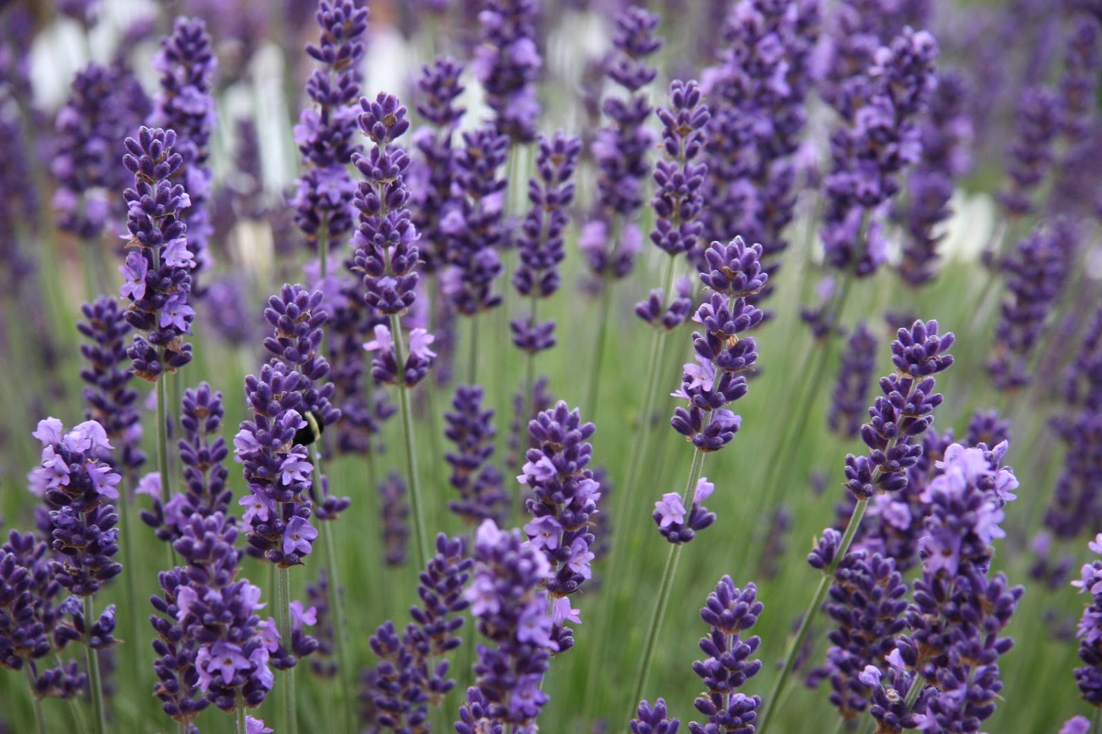 Growing lavender in the Moscow region: varieties, photos of flowers