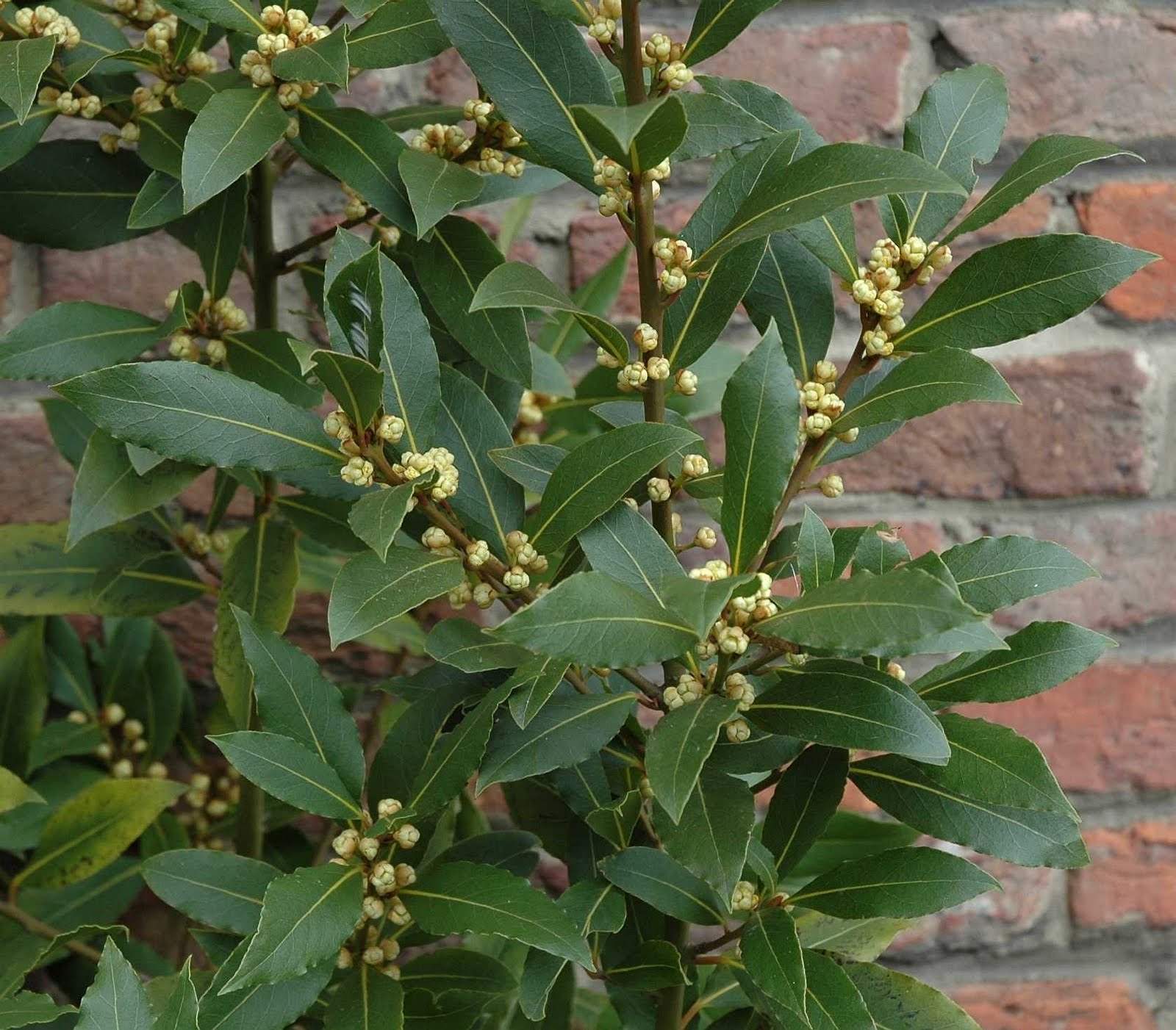 Growing and caring for bay leaves at home