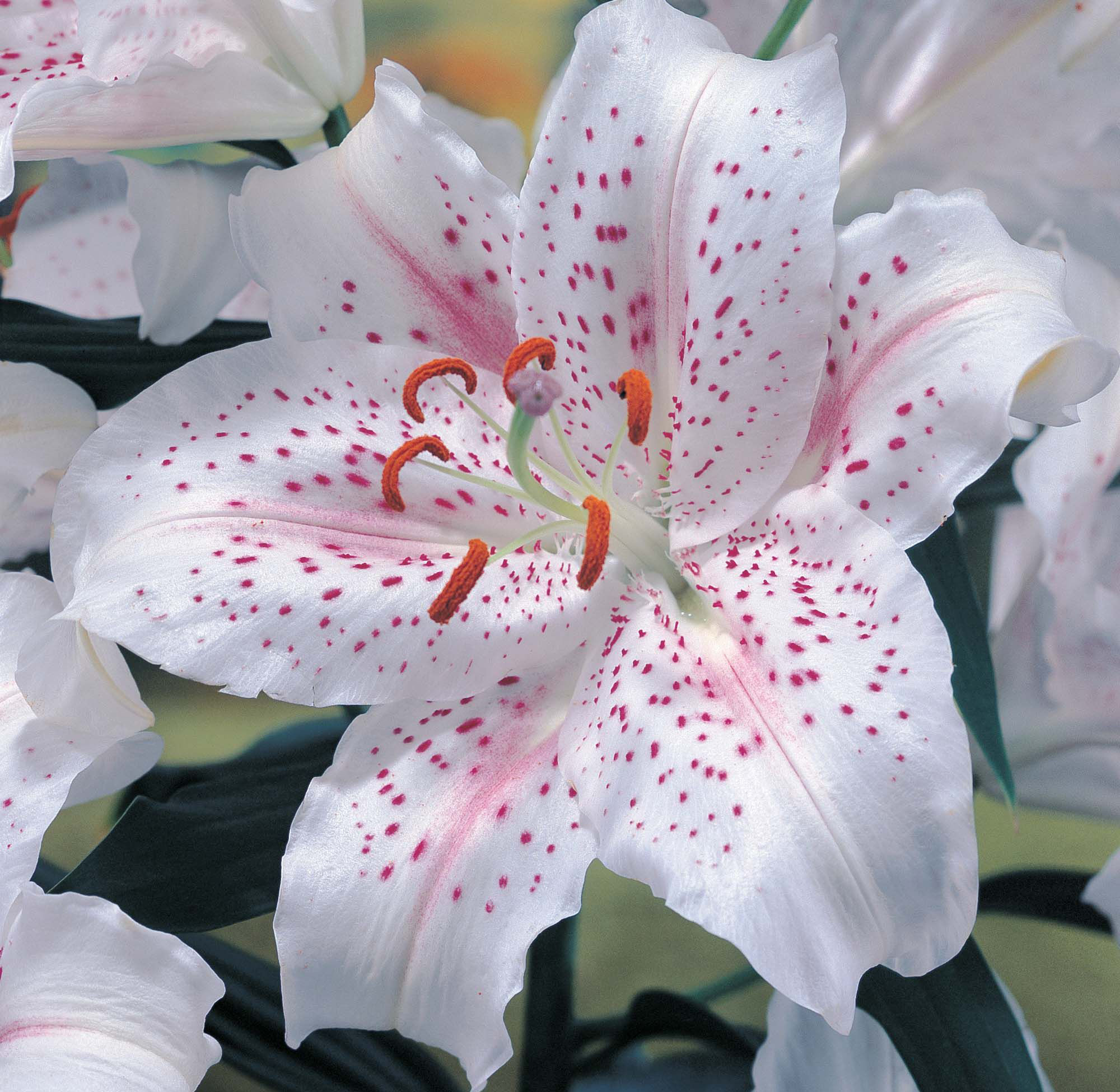 Description of varieties of lilies with names and photos