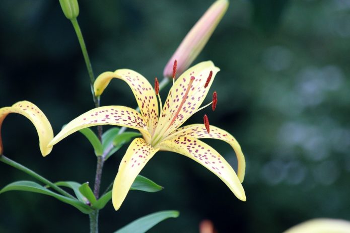 lily in nature