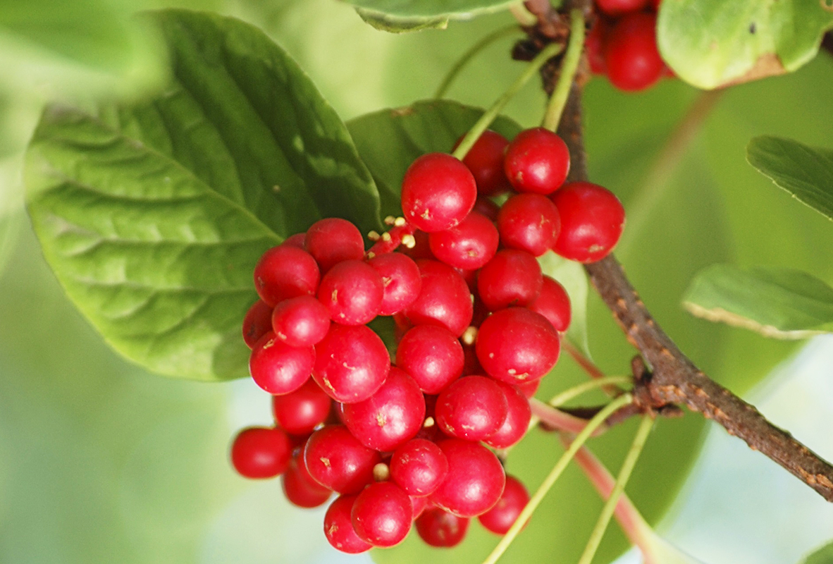 Schisandra chinensis in the Moscow region: planting and care