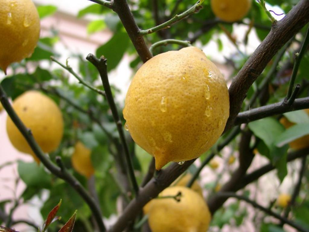 Is it possible to grow a lemon from a seed at home