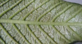 Tick-infected streptocarpus leaf