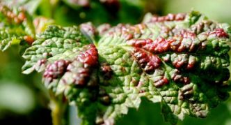 Leafy gall aphid on currants