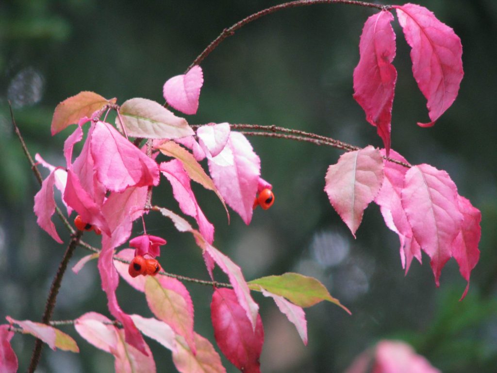 Euonymus foliage