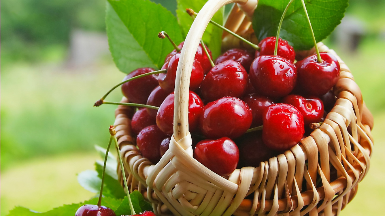 Cherry Novella is a durable frost-resistant variety: history of creation and description