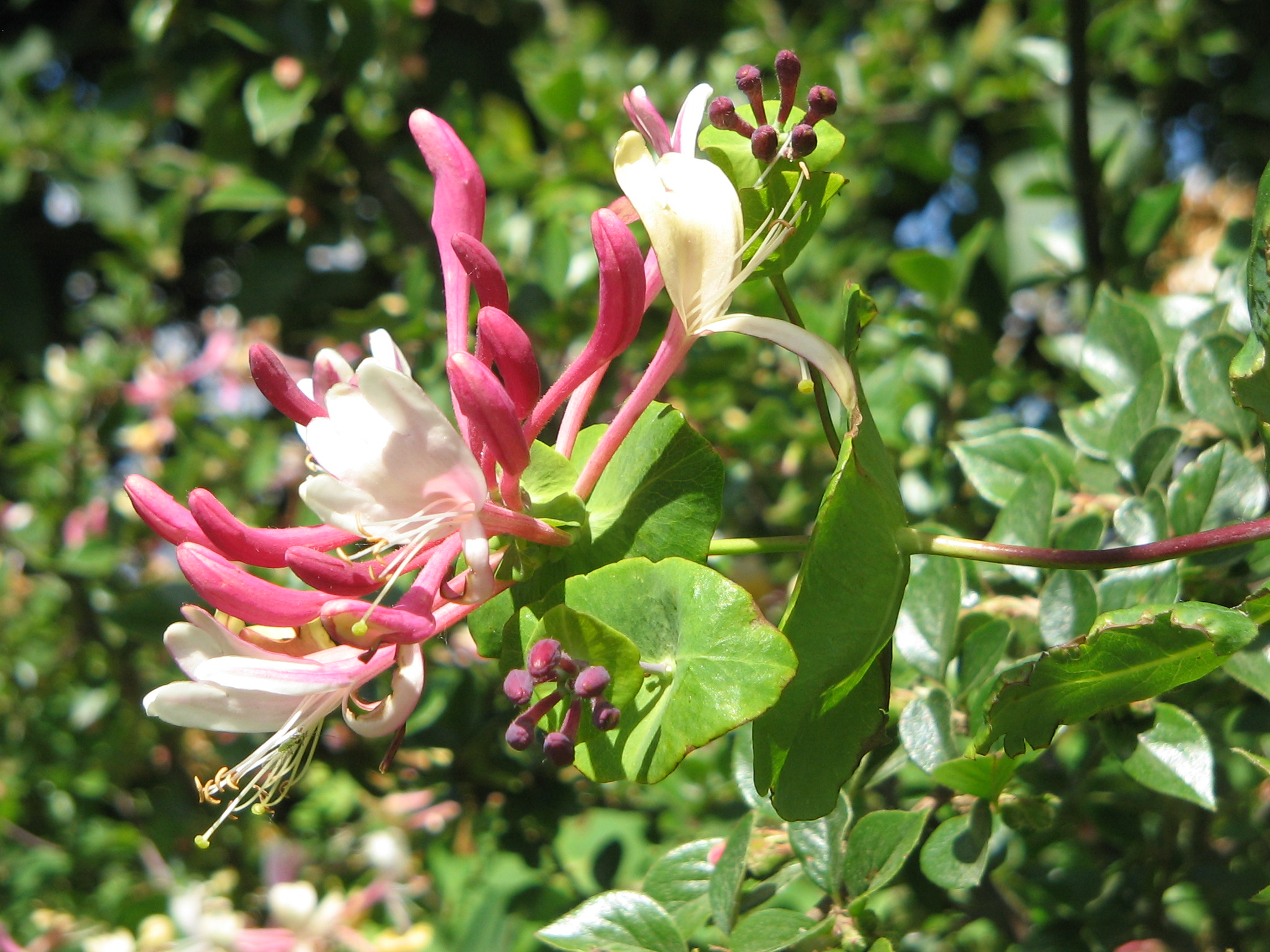 Honeysuckle honeysuckle: photo, planting and plant care