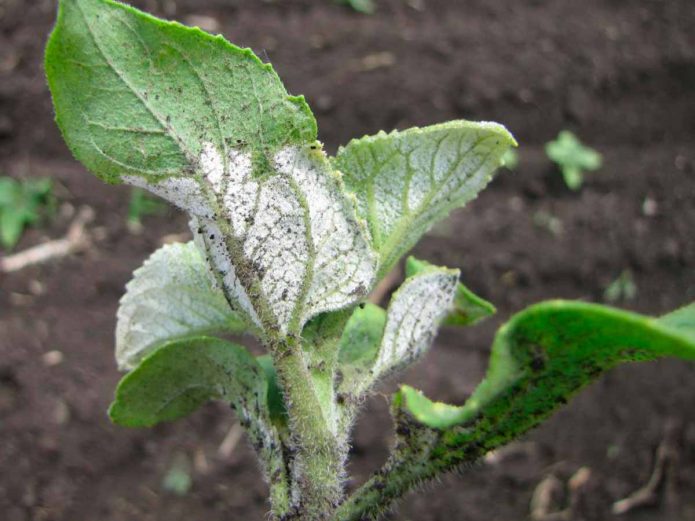 Downy mildew (underside of leaf)