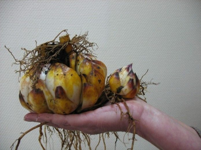 Lily bulb with roots and small onion