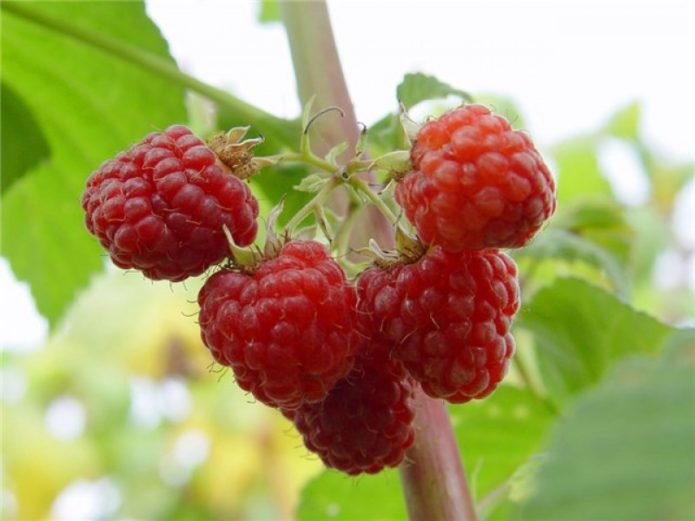 raspberries