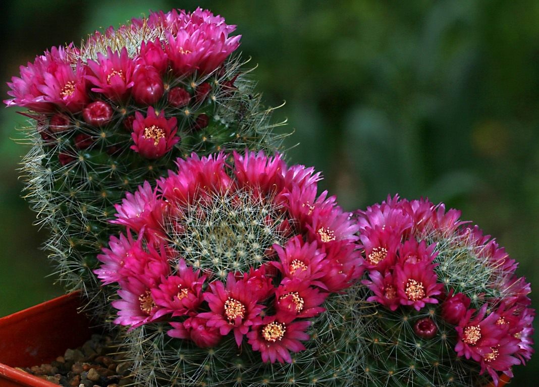 Mammillaria cactus: home care